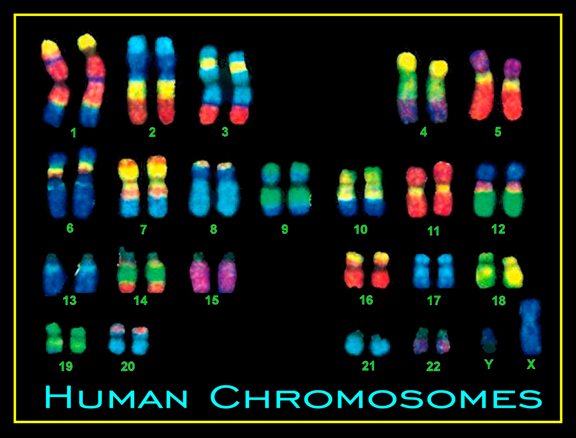 Synthetic Human Chromosomes at Joseph Forrest blog