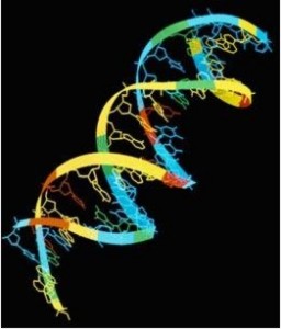 DNA Molecule