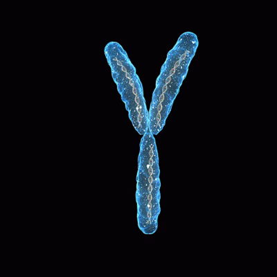Y Chromosome