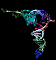 RNA Molecule