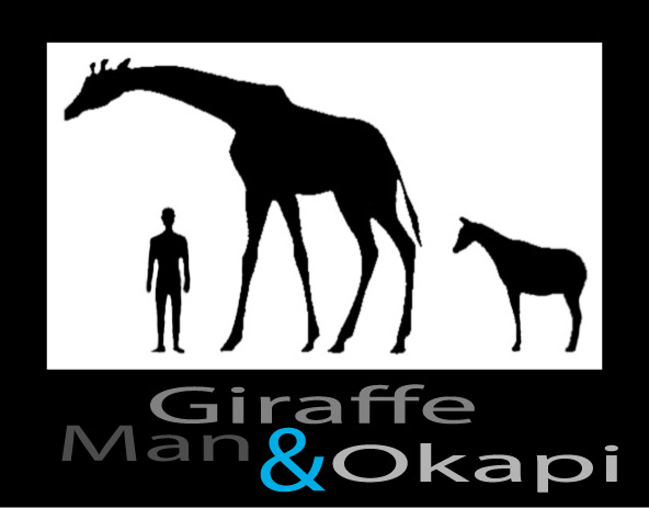 Giraffe + Okapi + Man - Richard William Nelson