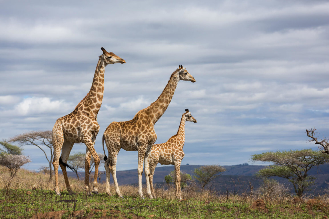 How The Giraffe Got Its Long Neck • Darwin, Then And Now