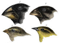 Darwin's Finch Beaks