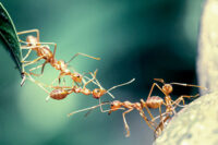 Ant bridge behavior