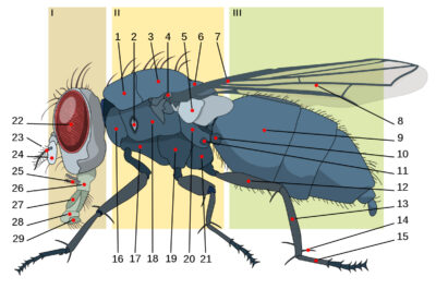 Housefly anatomy