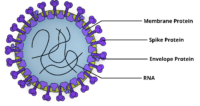 Diagrammatic-representation-of-the-coronavirus-with-the-outer-membrane-spike-protein