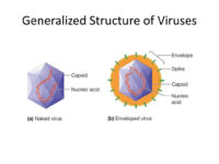 generalized-structure-of-viruses