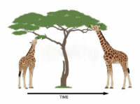 giraffe evolution natural selection