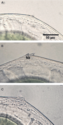 Water flea dorsal selection 