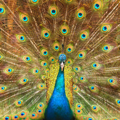 Peacock sexual selection 