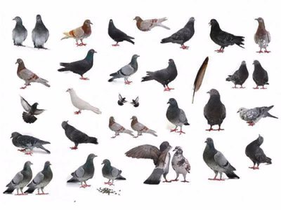 Types-of-Pigeons