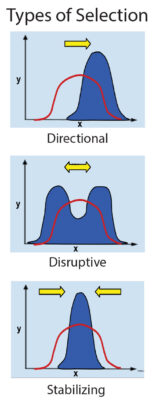 Types of selection 