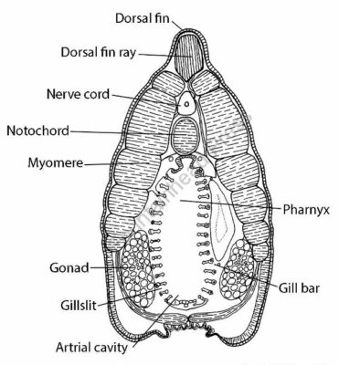 Water Flea anatomy