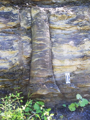 Fossilized Tree Trunk in Rock Strata